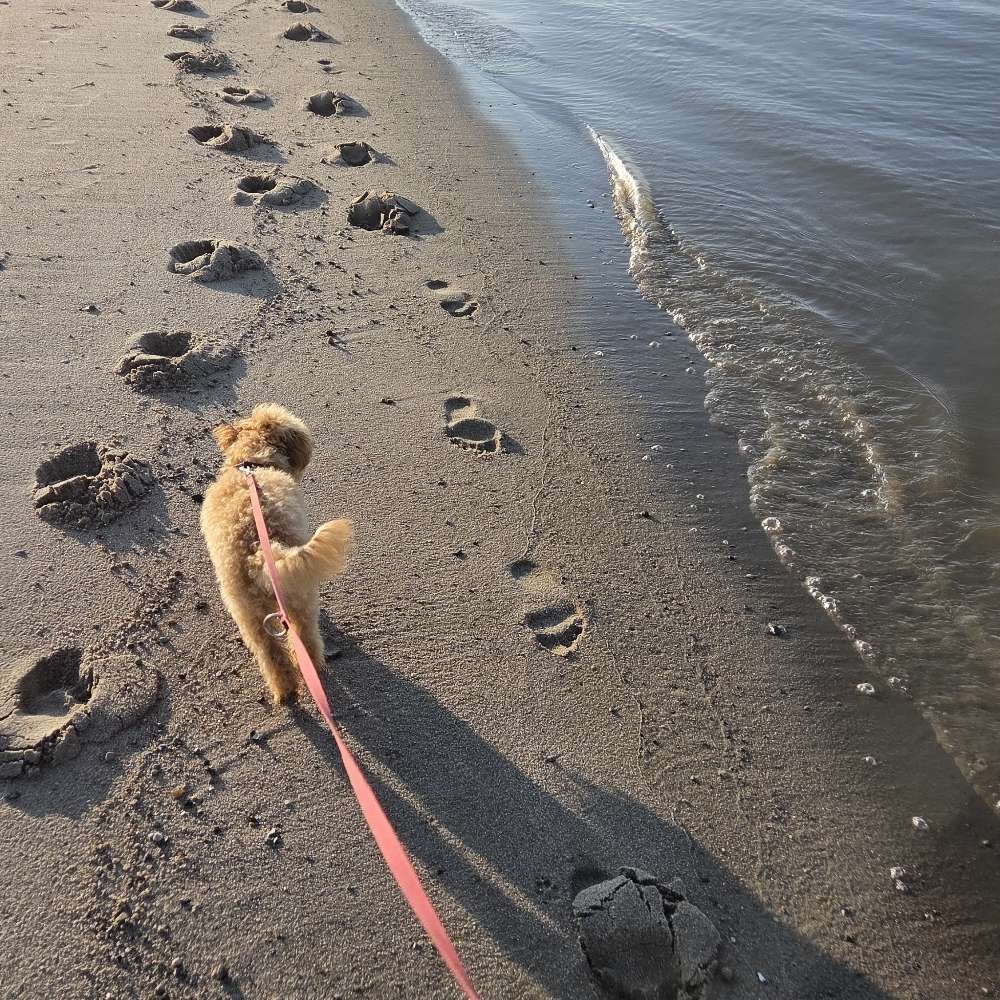 Hundetreffen-Spaziergang 🐕🐶-Profilbild