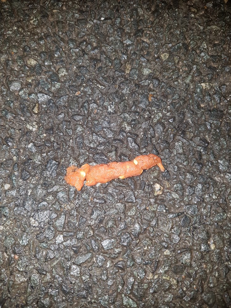 Giftköder-Giftköder-Profilbild