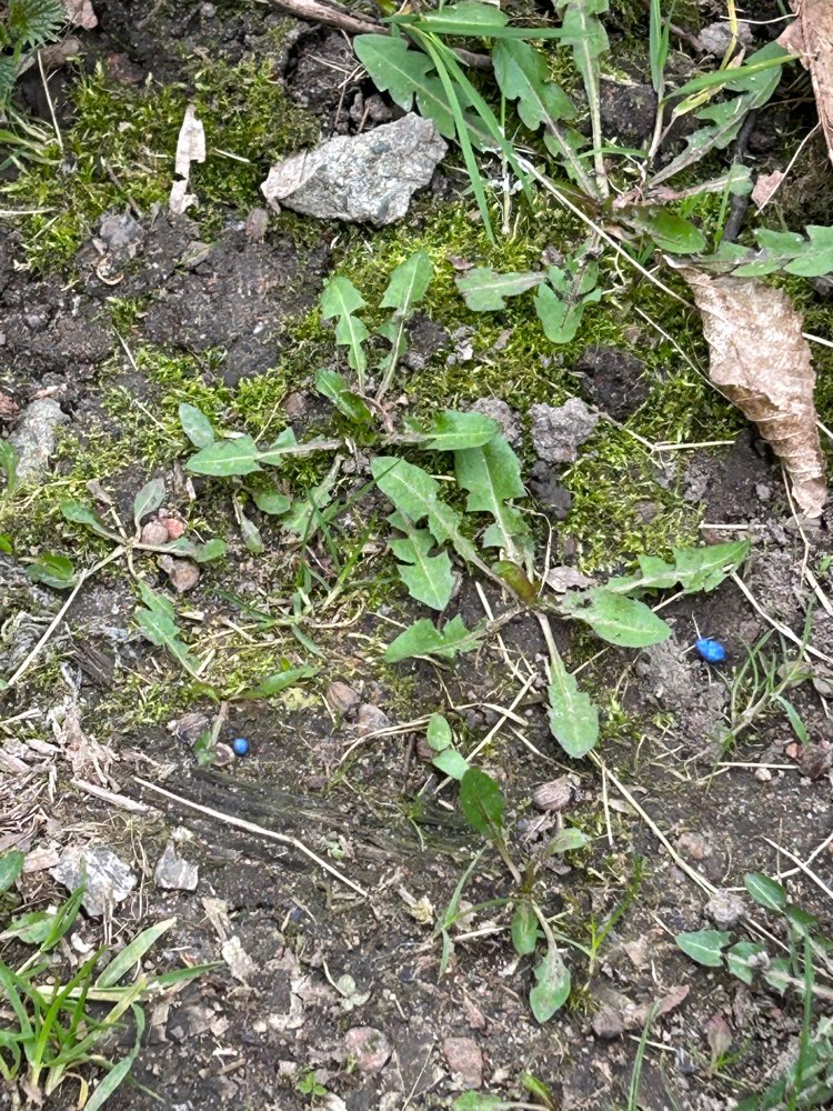 Giftköder-Blaukorn von Schulwiese am Zaun-Profilbild