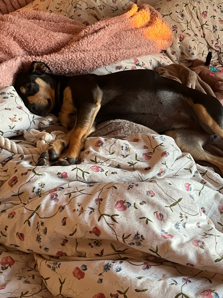 Hundetreffen-Hundewiese Wickrath-Profilbild