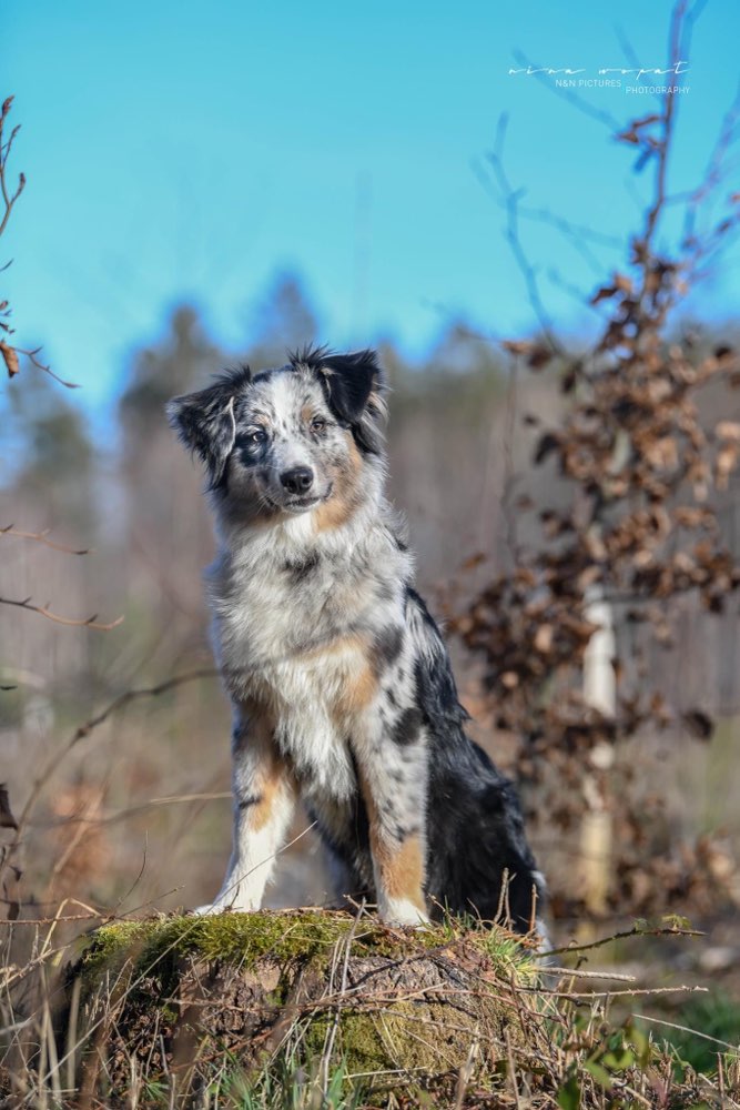 Hundetreffen-Abschaltraining/ Stadttraining-Profilbild