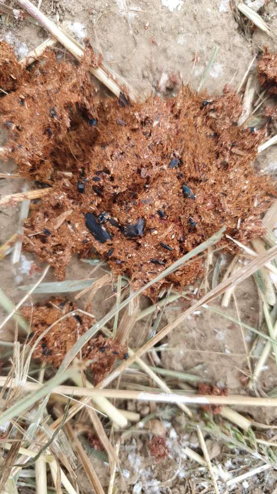 Giftköder-Vermutliche Giftköder-Profilbild