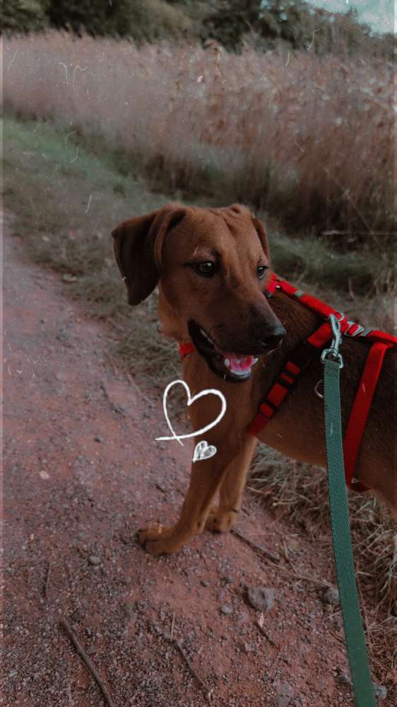 Hundetreffen-🍂Welpen Sozialisieren und Kontakte Knüpfen 🍂-Profilbild
