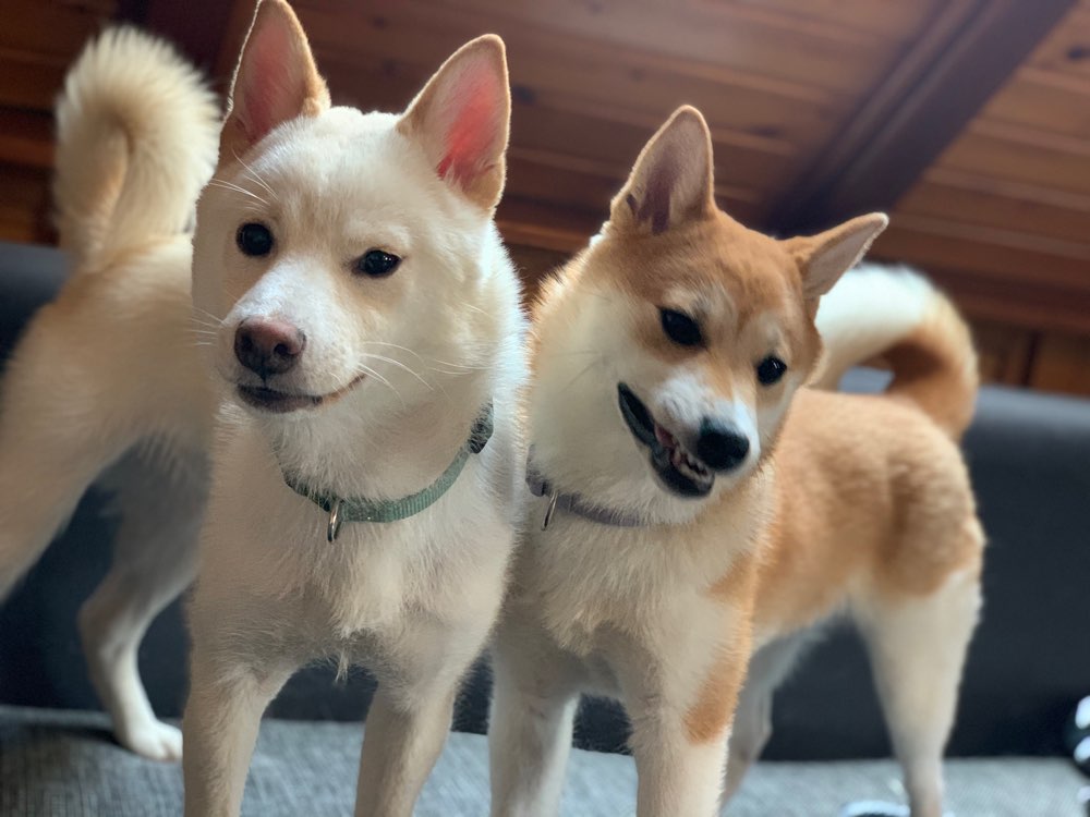 Hundetreffen-Wir suchen: Social Walks im Ilmkreis-Profilbild