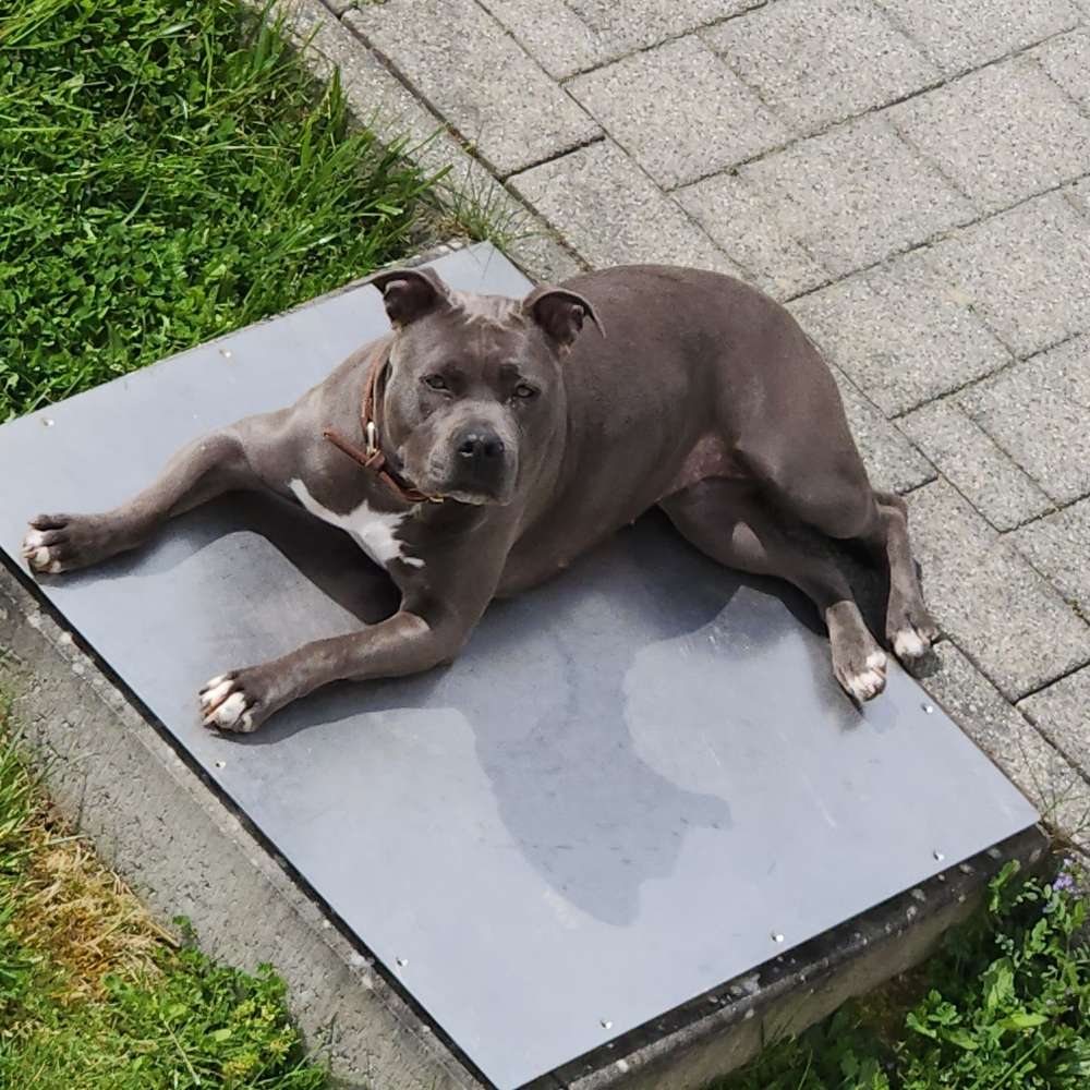 Hundetreffen-Spielrunde-Profilbild