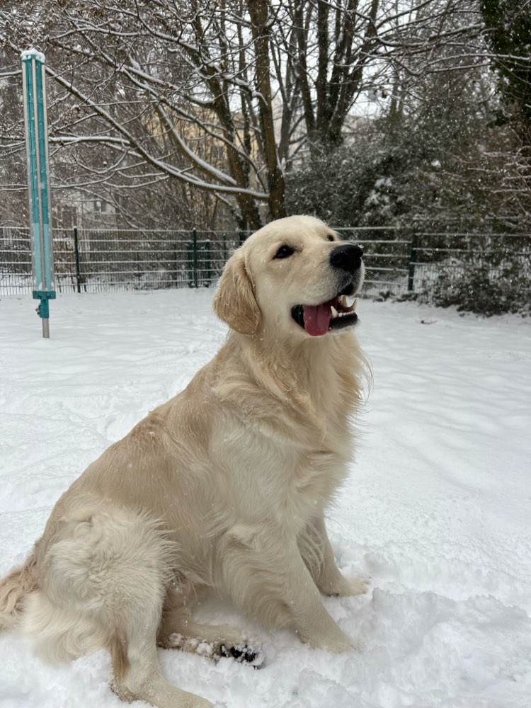 Hundetreffen-Spielfreunde auf dem Kaßberg-Profilbild