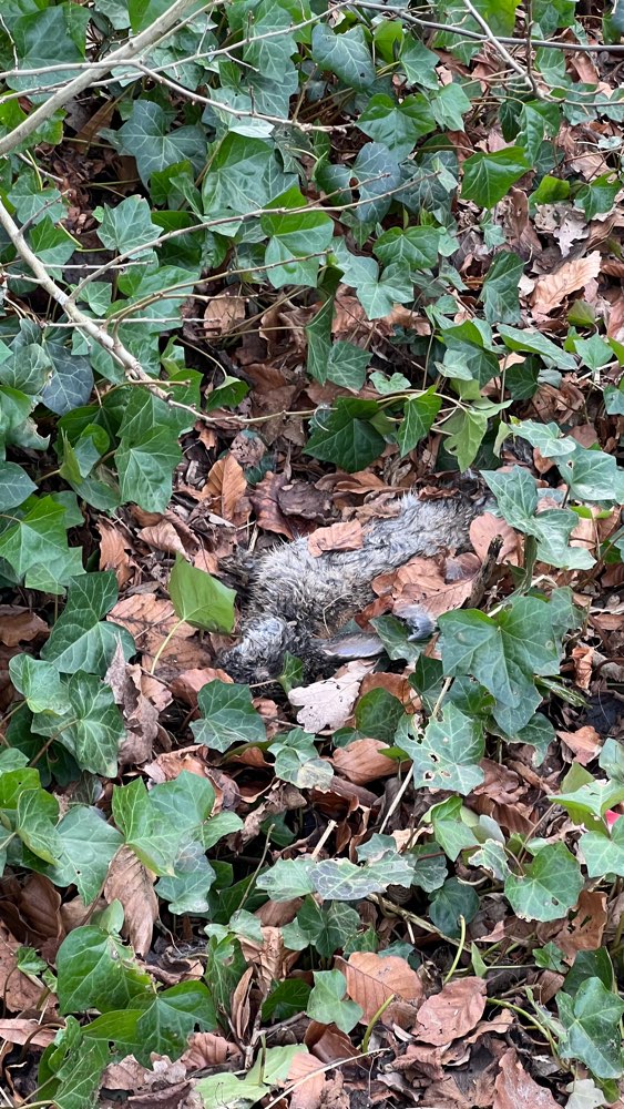 Giftköder-Toter Hase im Gebüsch-Profilbild