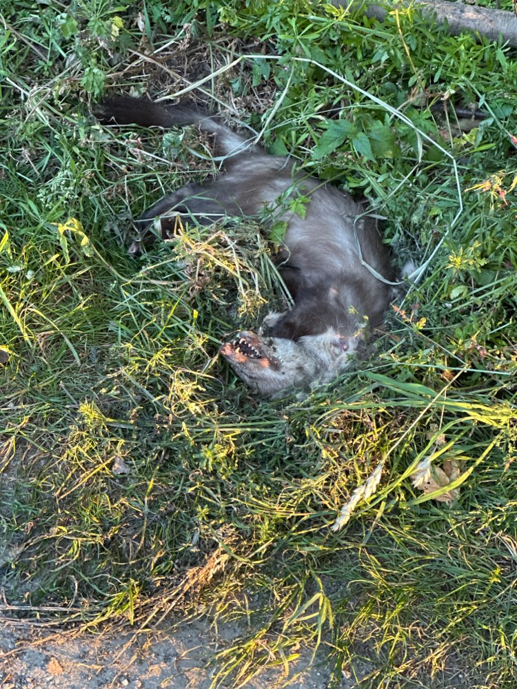 Giftköder-Kadaver-Profilbild