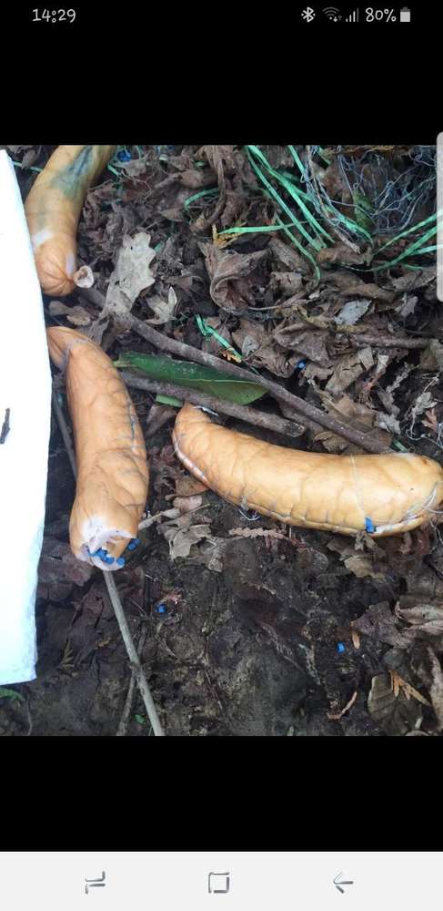 Giftköder-Giftköder-Profilbild