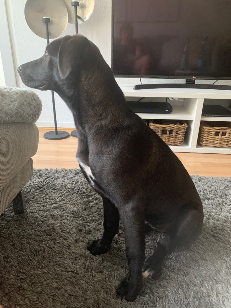 Hundetreffen-Suchen Spiel-, Lauf- und Trainingspartner-Profilbild