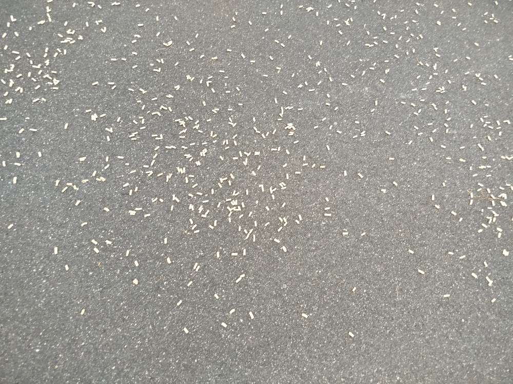 Giftköder-Entwarnung! Weiße Pellets-Profilbild