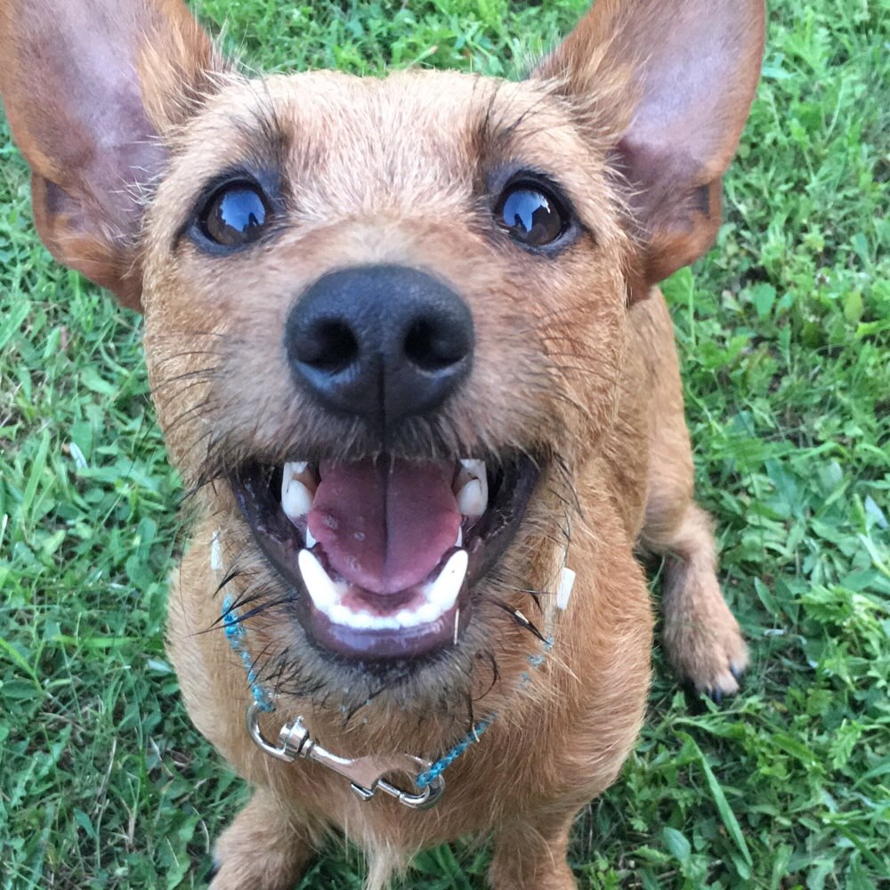 Hundetreffen-Spiele Runde in Neuhaus und Umgebung-Profilbild
