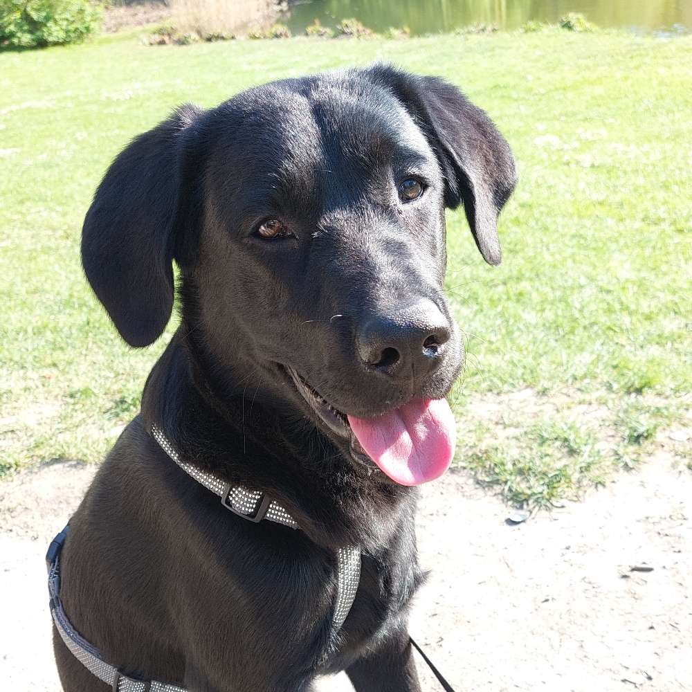 Hundetreffen-Junghunde treffen/ spielen / Social Walk Winsen-Profilbild