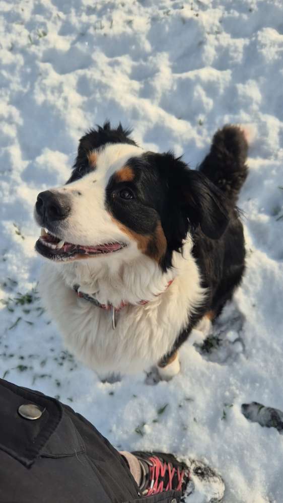 Hundetreffen-Berner Treffen im Emsland-Profilbild