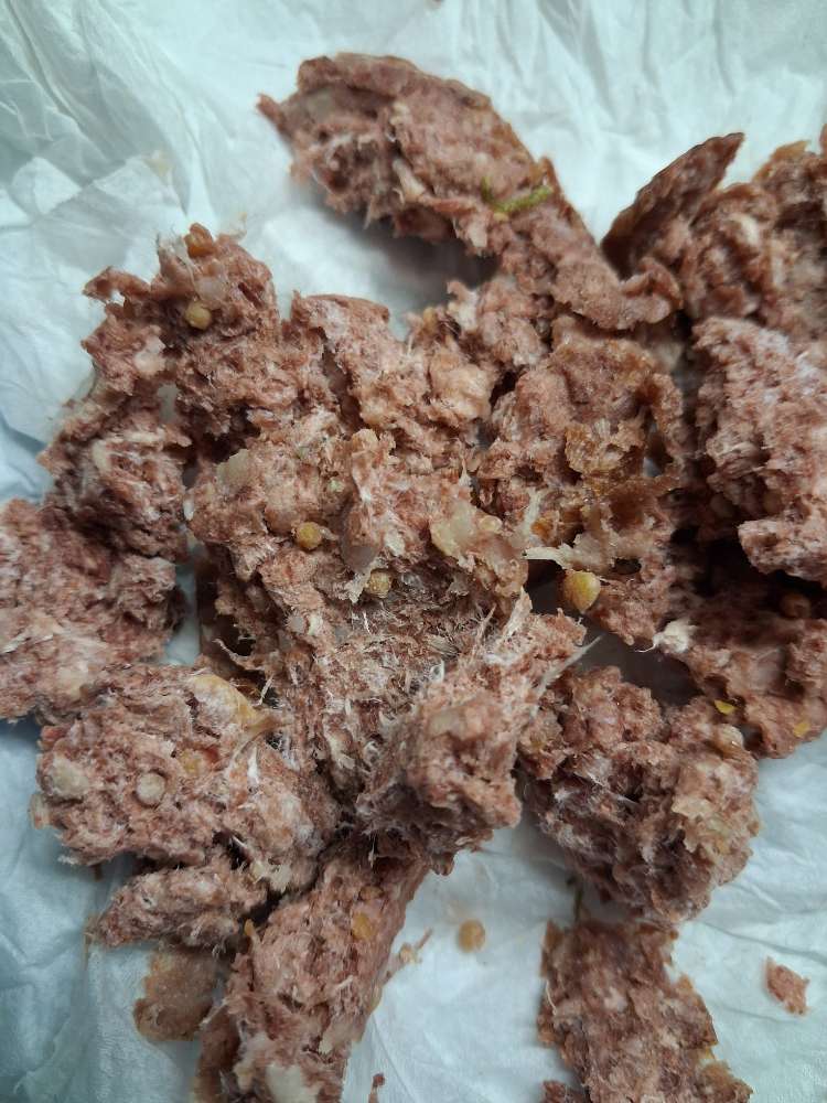 Giftköder-Giftköder-Profilbild