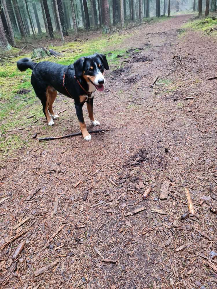 Hundetreffen-Cosmo sucht Spielpartner:)-Profilbild