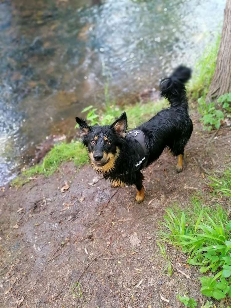 Hundetreffen-Spazieren gehen zusammen-Profilbild