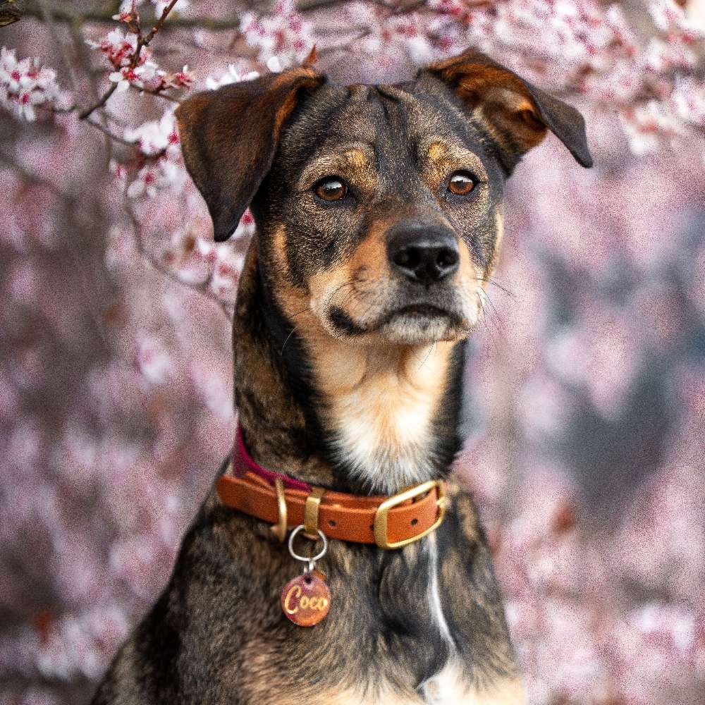 Hundetreffen-Spiel Spaß und Training-Profilbild