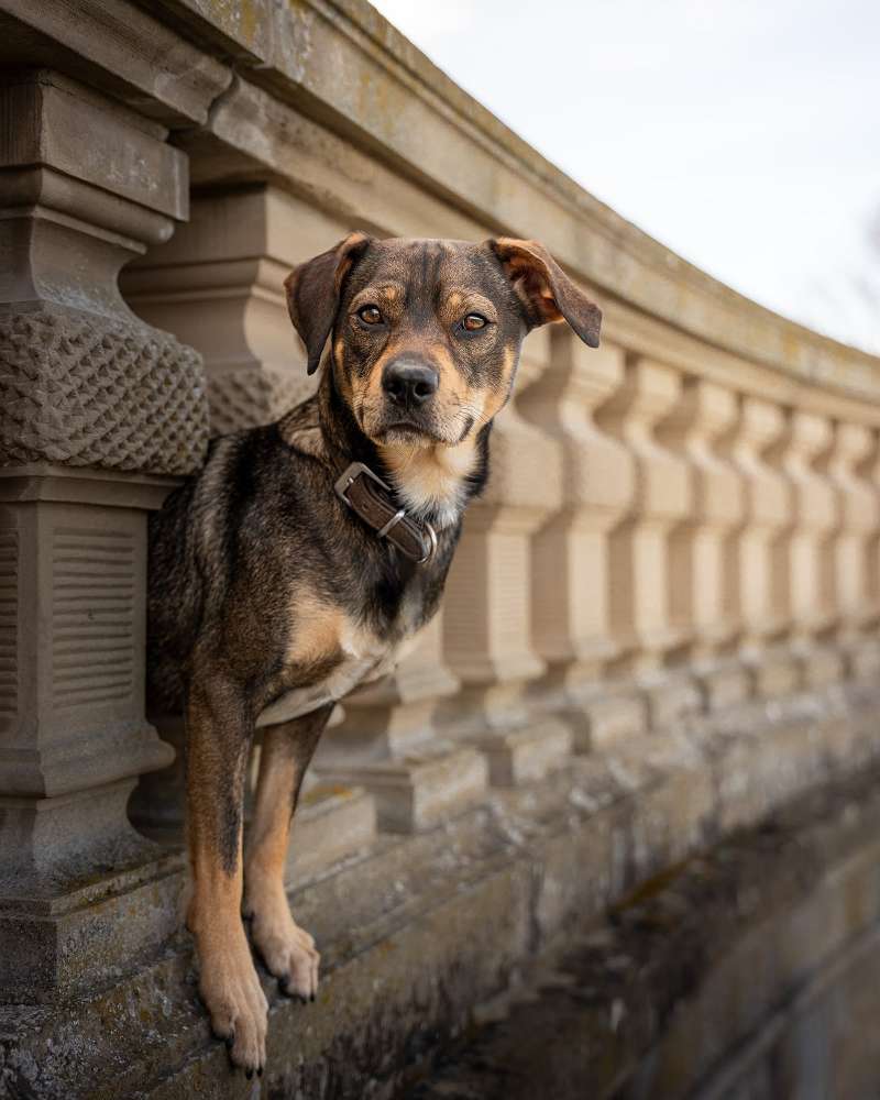 Hundetreffen-Spiel Spaß und Training-Profilbild