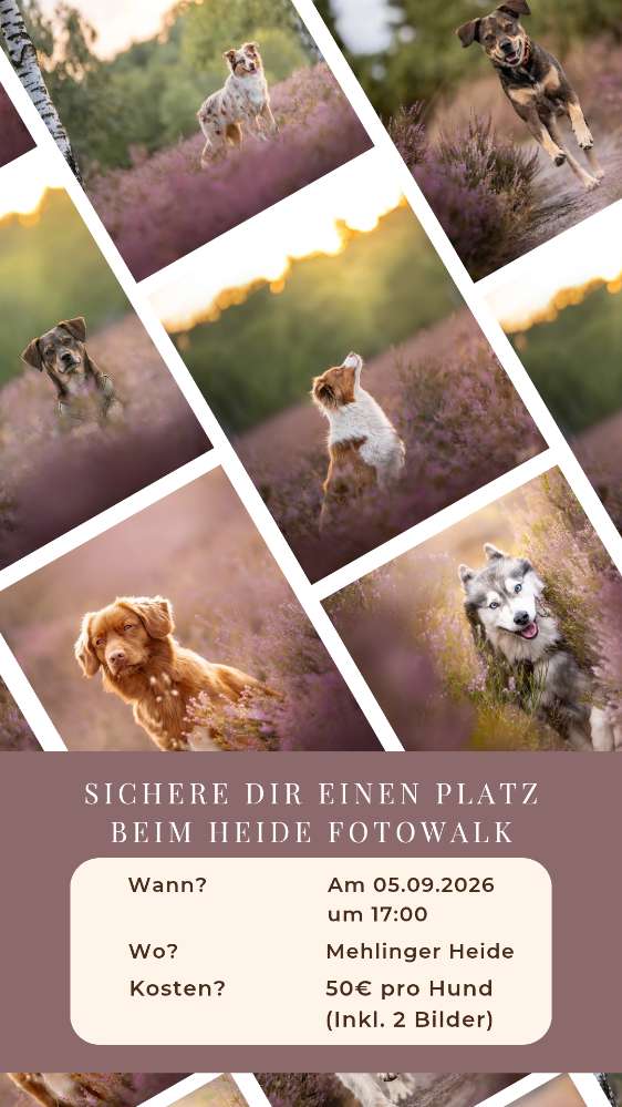 Hundetreffen-Heide Foto Walk-Profilbild