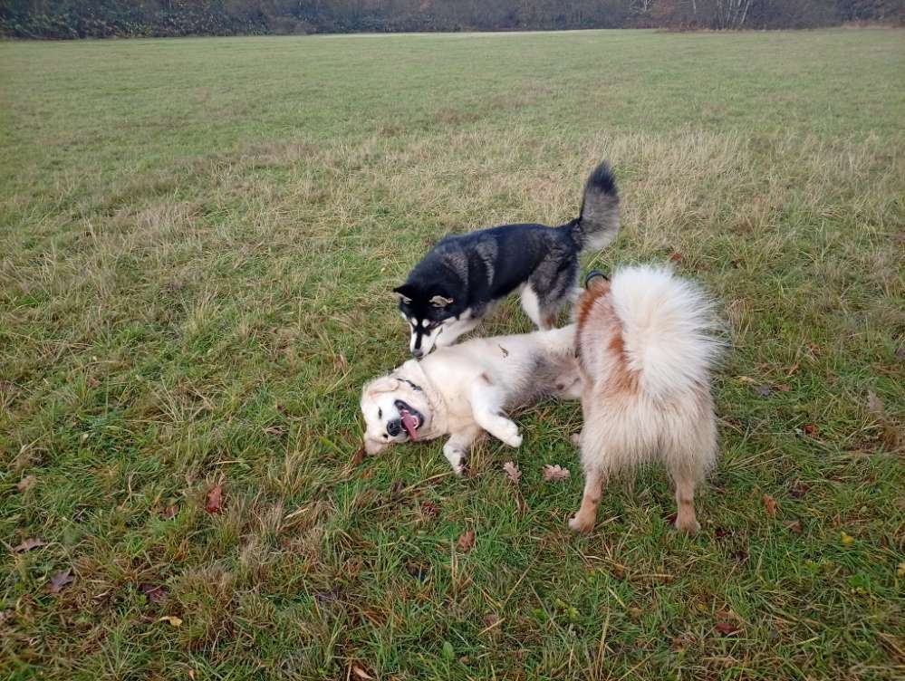 Hundetreffen-Grosse Hunde spaziergang und frei spielen am vossnacken-Profilbild