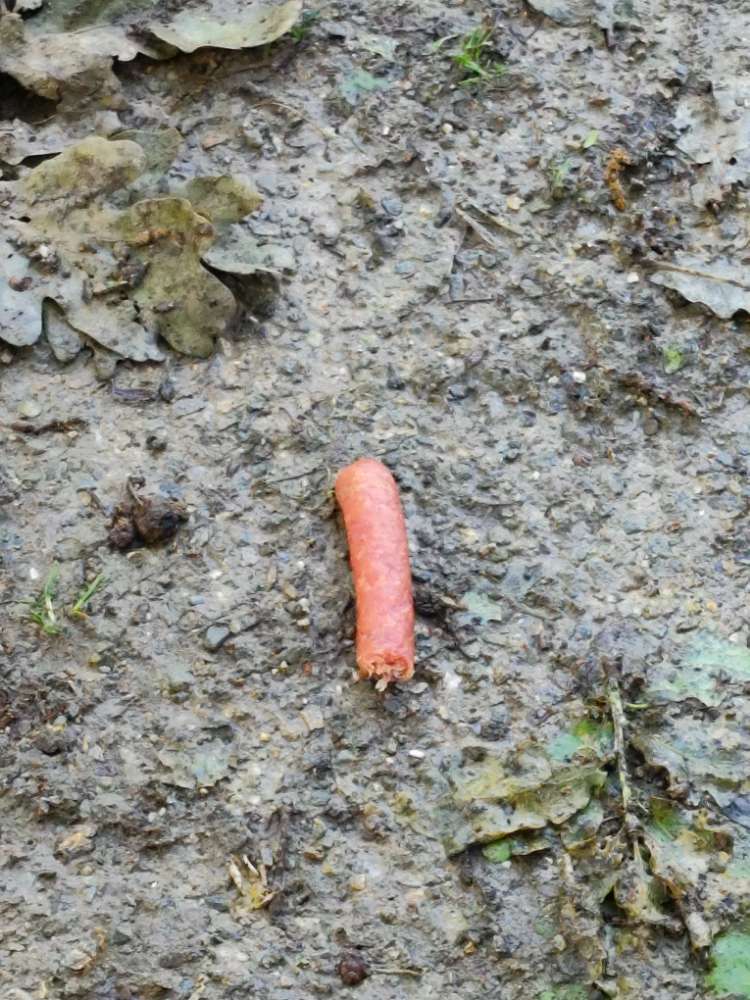 Giftköder-Wurst eventueller giftköder-Profilbild