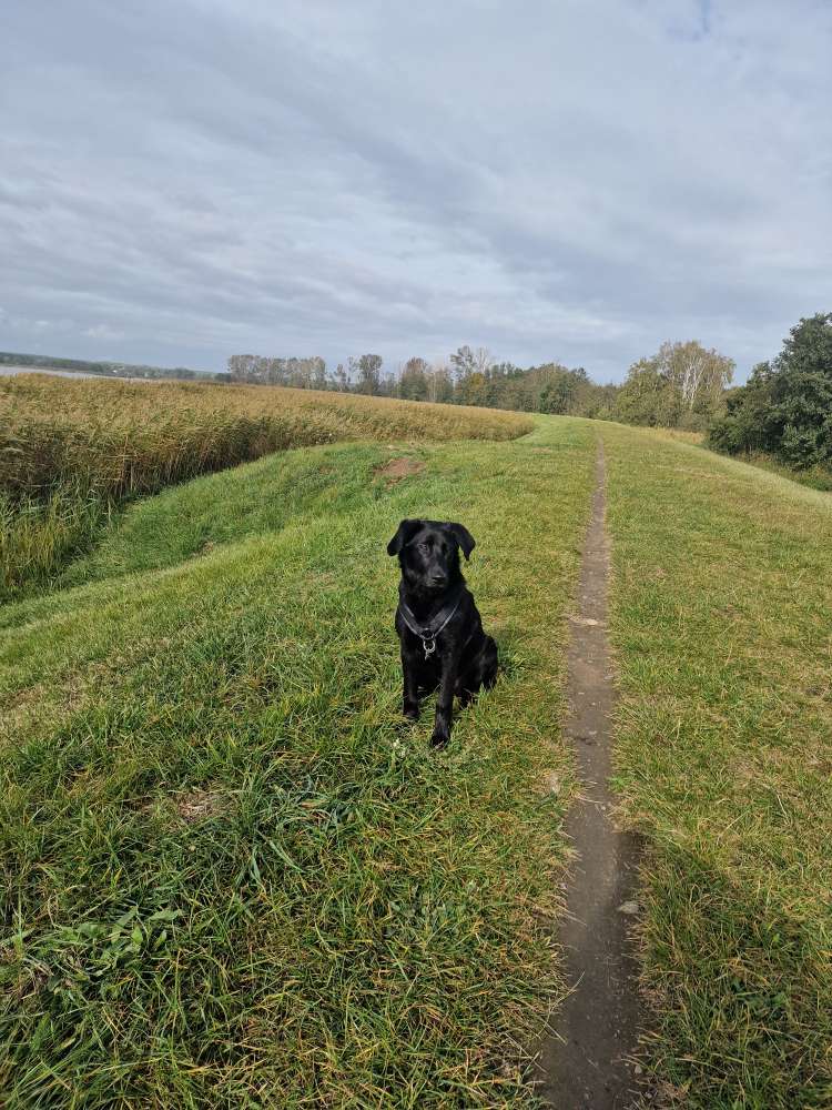 Hundetreffen-TYSON SUCHT NEUE SPIELFREUNDE-Profilbild