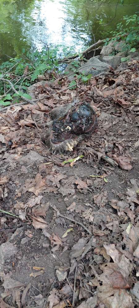 Giftköder-Vorsicht Kadaver-Profilbild