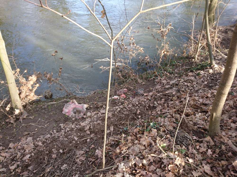 Giftköder-Reh Kadaver-Profilbild