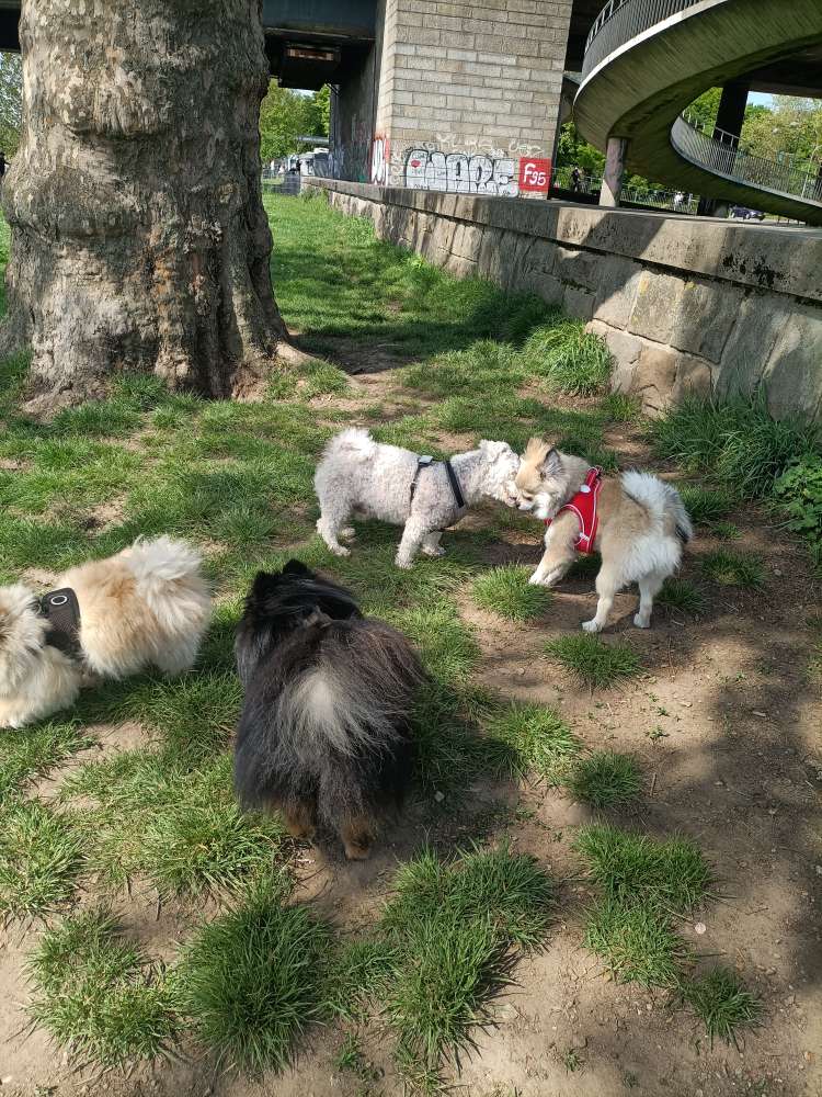 Hundetreffen-Zoopark-Profilbild