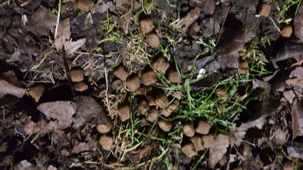 Giftköder-Ausgelegtes Trockenfutter im Westpark-Profilbild