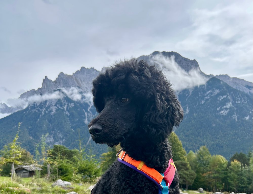 Hundetreffen-Gemeinsam Spazieren/Spielen/Trainieren-Profilbild