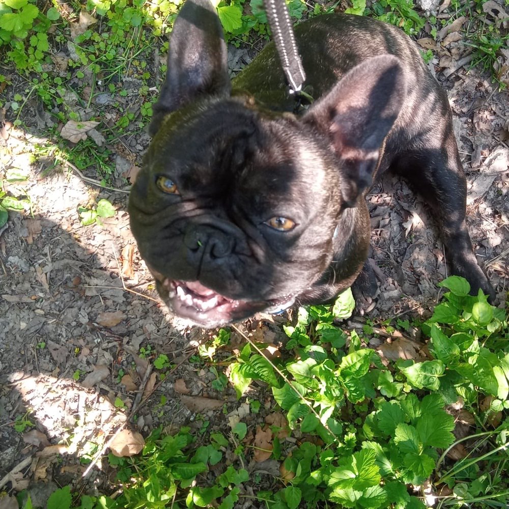 Hundetreffen-French Bulldoggs Treffen-Profilbild