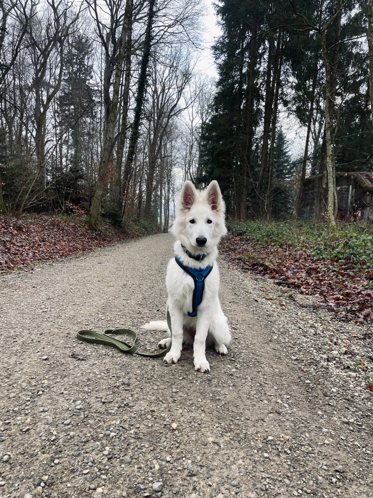 Hundetreffen-Spielen-Profilbild