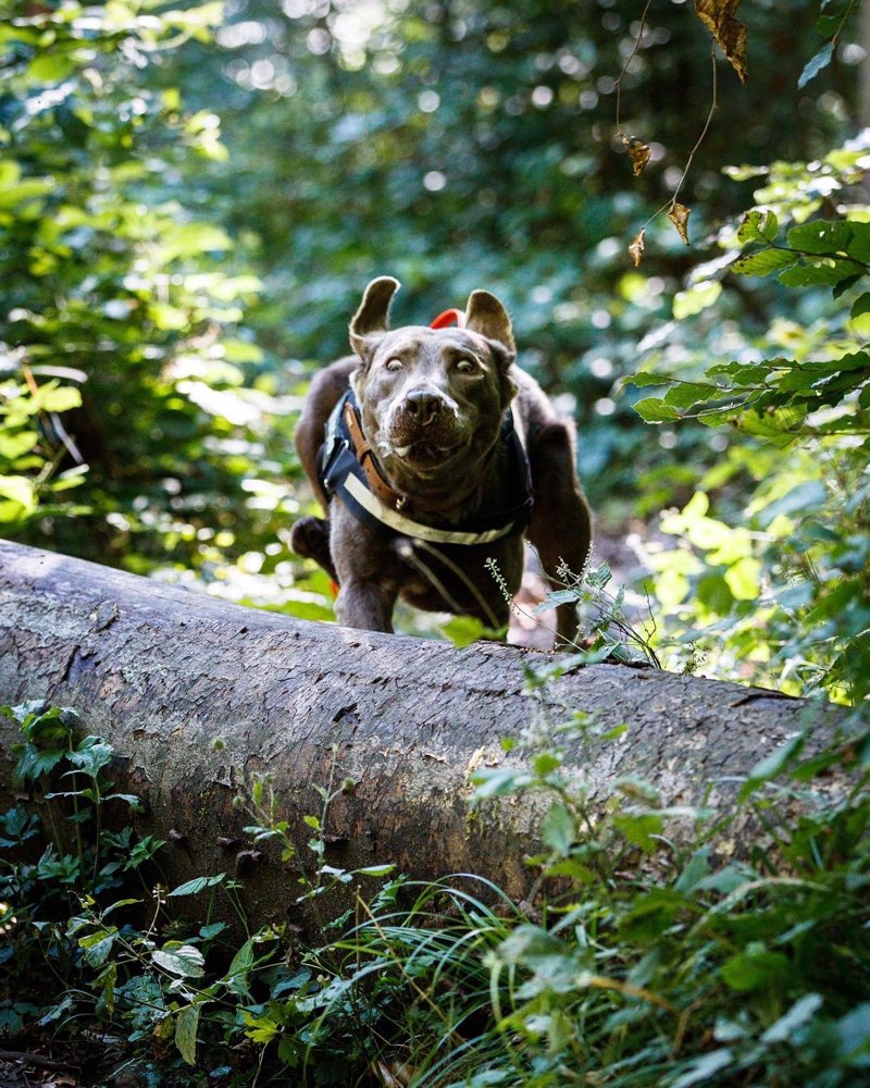Hundetreffen-Trainingsbuddy und Freunde gesucht-Profilbild