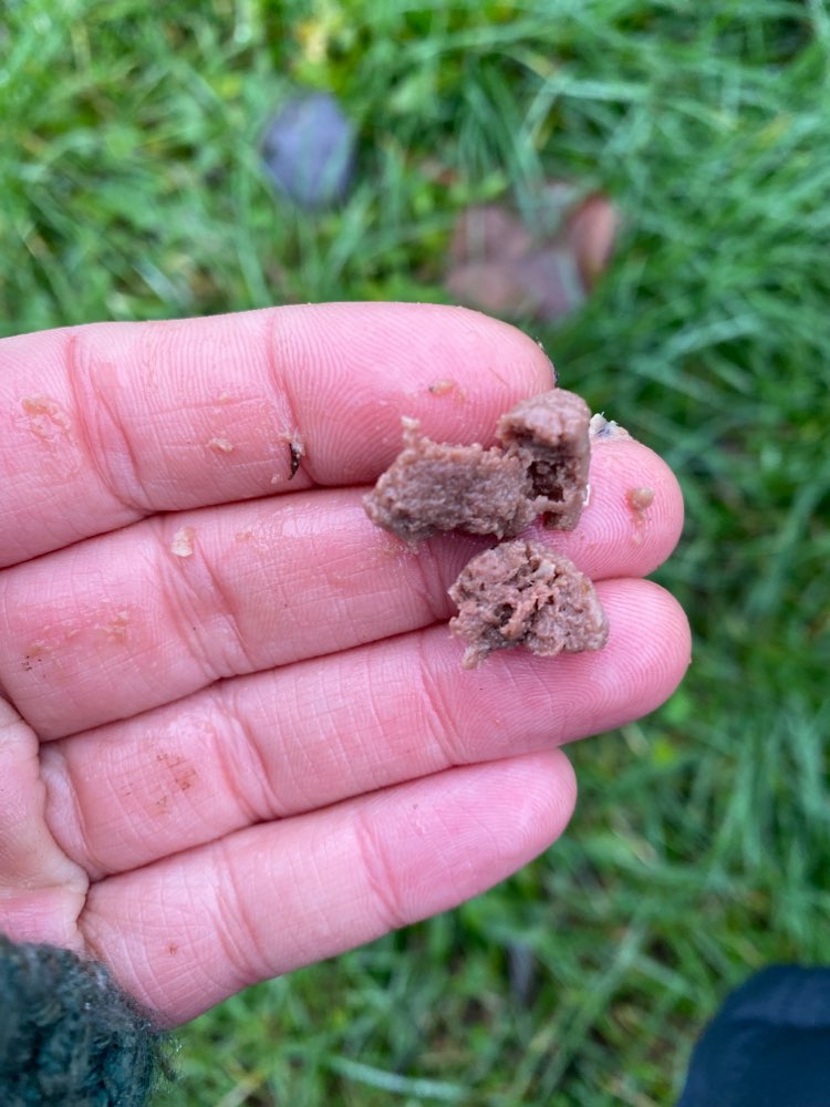 Giftköder-Fragwürdige "Leckerlies" drapiert-Profilbild