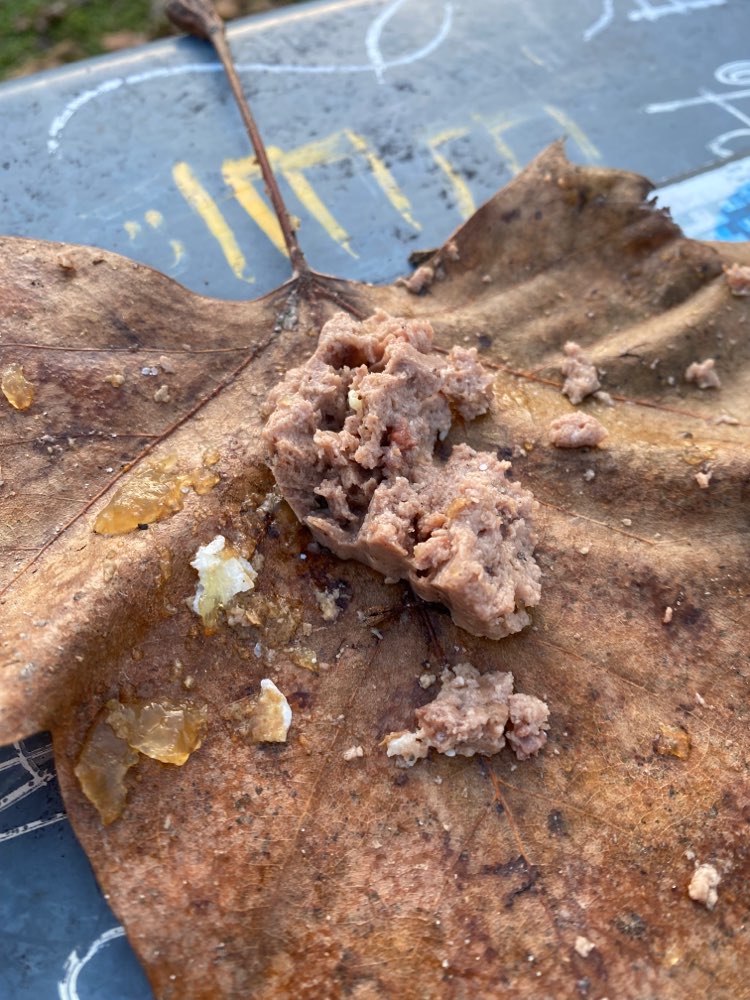 Giftköder-Unbekanntes Nassfutter-Profilbild