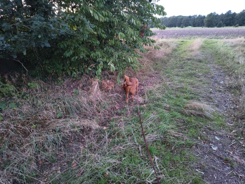 Hundetreffen-Hunde Treffen in Gütersloh friedrichsdorf-Profilbild