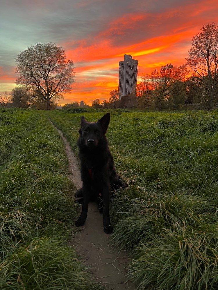 Hundetreffen-Hundetreffen am Rhein 🐶-Profilbild