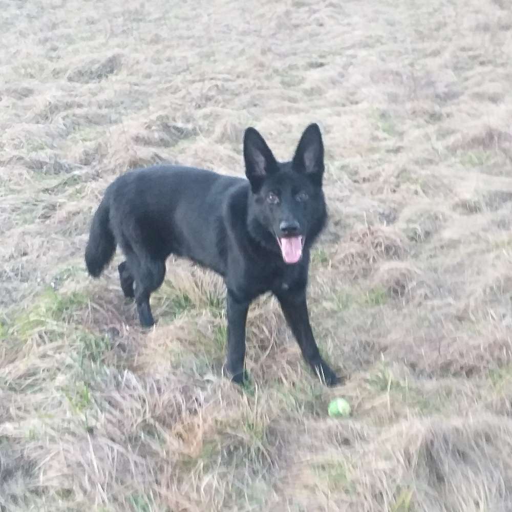 Hundetreffen-Spiel mit mir :)-Profilbild