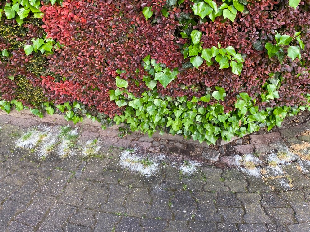 Giftköder-Undefinierbares weißes Pulver-Profilbild