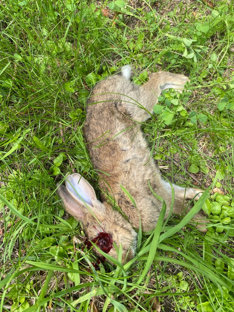 Giftköder-Toter Hase Laubenheimer Höhe-Profilbild