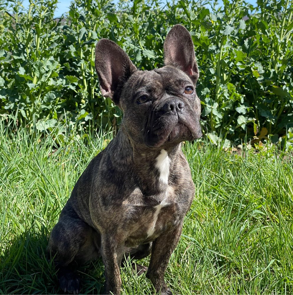 Hundetreffen-Spielrunden/ Gassi gehen ☺️-Profilbild