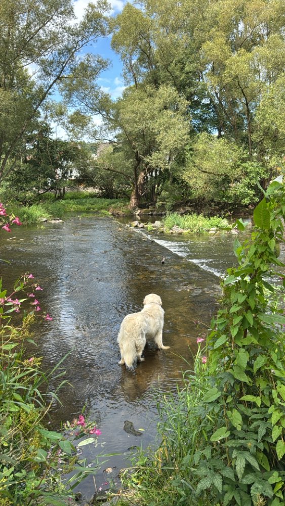 Hundetreffen-Spiel und Spaß-Profilbild