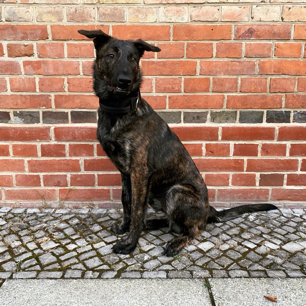 Hundetreffen-Herder in Berlin-Profilbild