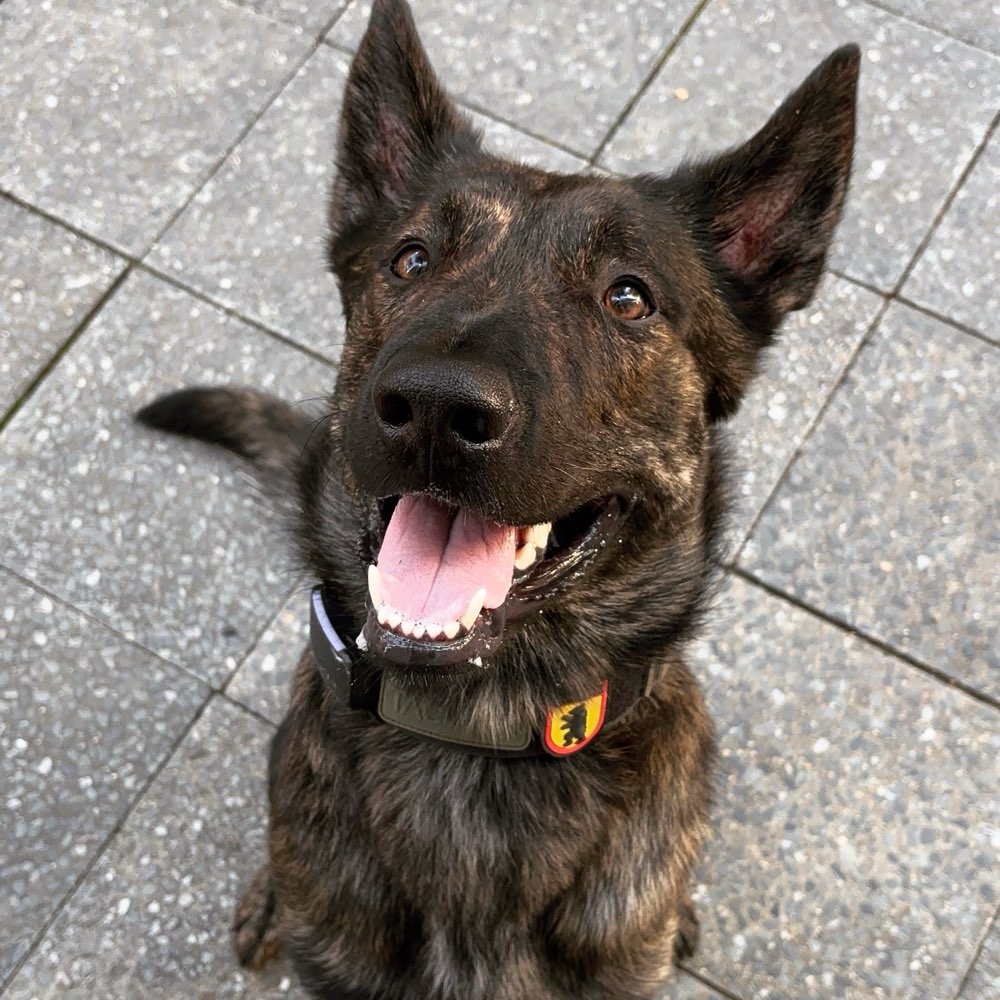 Hundetreffen-Herder in Berlin-Profilbild