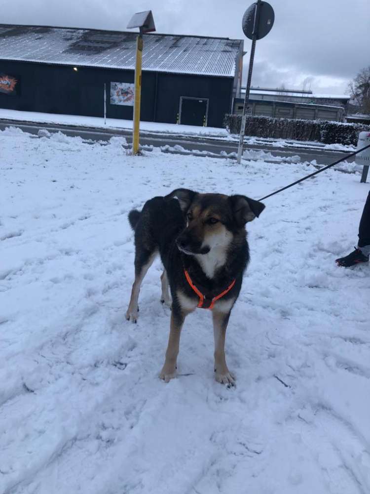 Hundetreffen-Spazieren gehen/Spielen/gemeinsames Trainieren-Profilbild