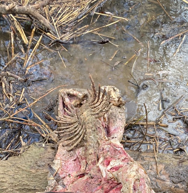 Giftköder-Tierkadaver-Profilbild