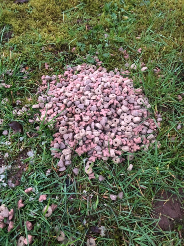 Giftköder-Vorsicht vor möglichem Giftköder ?!-Profilbild