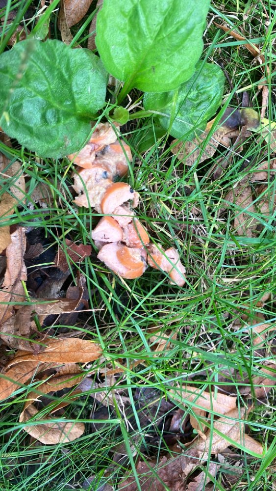 Giftköder-Vermeintlicher Giftköder-Profilbild